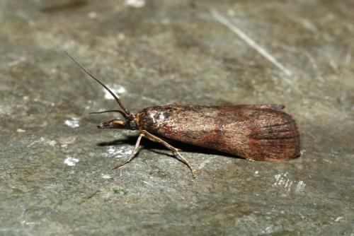 Hypochalcia ahenella